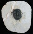 Rare Gondwanaspis Trilobite From Morocco #11821-1